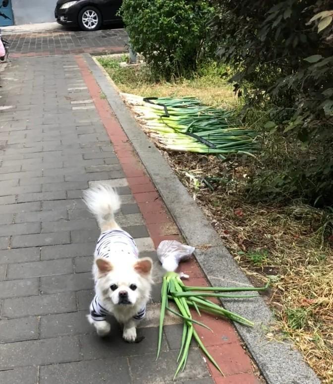 治愈我的，不是人，是小鸟、小狗、美食和好觉。你说这世道，怎么就那么多爱炫耀、攀比
