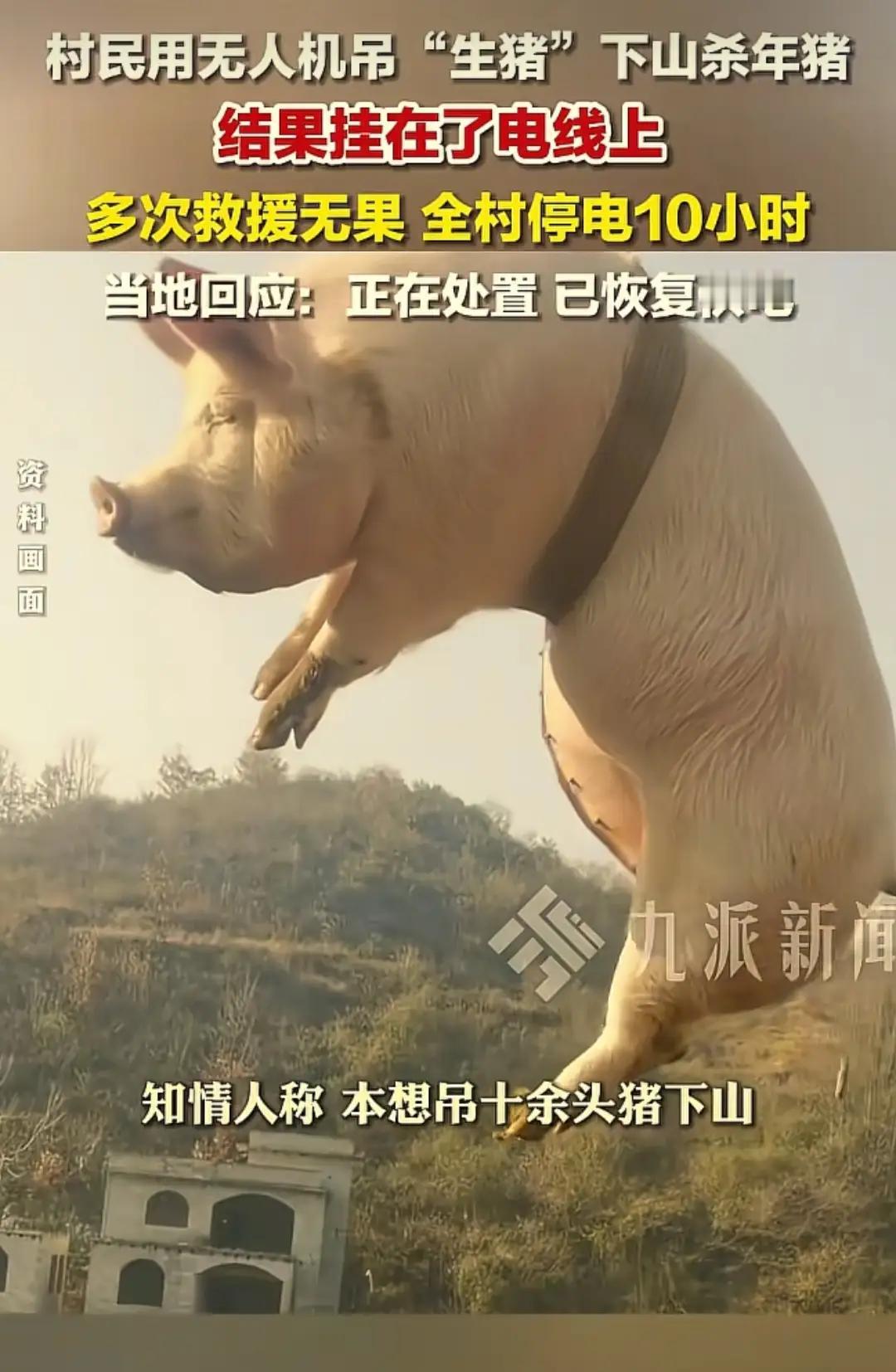 “无人机运猪”变“空中惊魂”！四川巴中村民的“杀年猪大作战”竟演变成“停电闹剧”