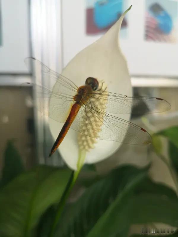 上联:风霜雨雪四时景，
下联:花鸟虫鱼半日闲。
“花鸟虫鱼”是生活中常见的小生物