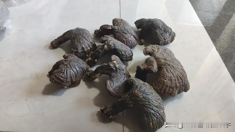 男子修路疑似挖出野生乌灵参 这运气简直逆天了！湖南永州王大哥修路时，一锄头下去挖