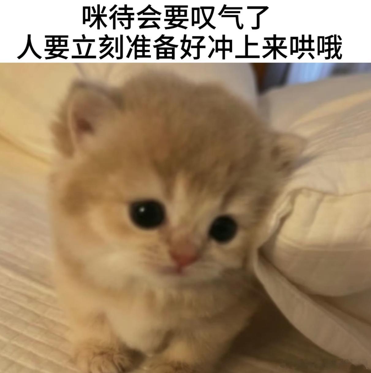 hii又到了我们好久不见的拯救铁粉时刻啦꒰˶>ᗜ<˶꒱最近有什么想和我分享的吗。