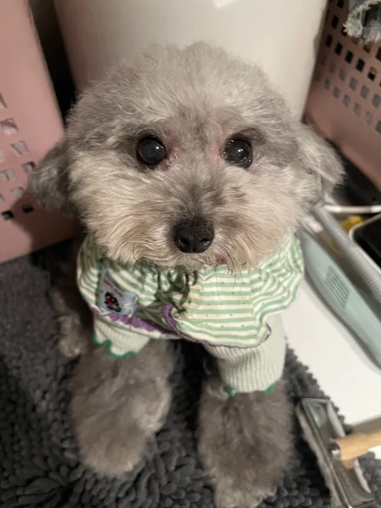 给大家展示11岁老小狗的美貌