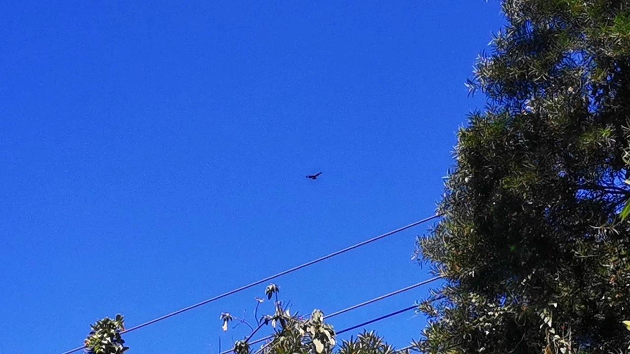 它的外观很有特点，上体是暗褐色，下体有浅色和褐色的斑纹，翼下还有明显的淡色斑块，