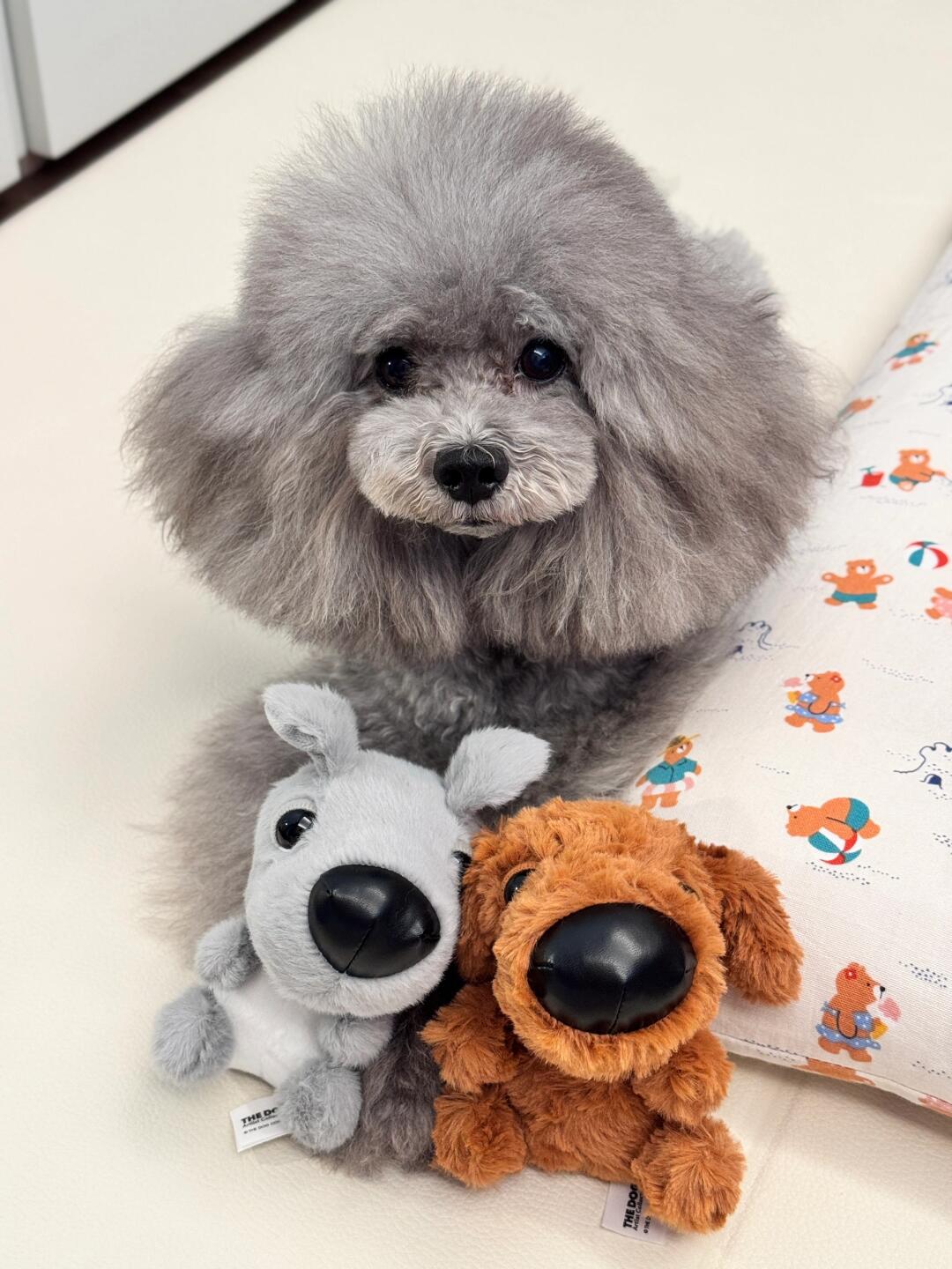 大头狗我有三只