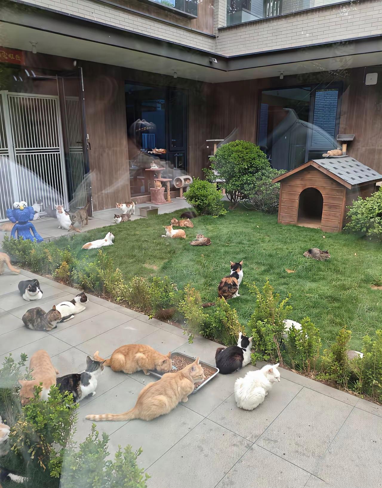 一次收养18只猫2只狗是什么体验？
楼下邻居收下小区所有流浪猫，悉心照料看似暖心