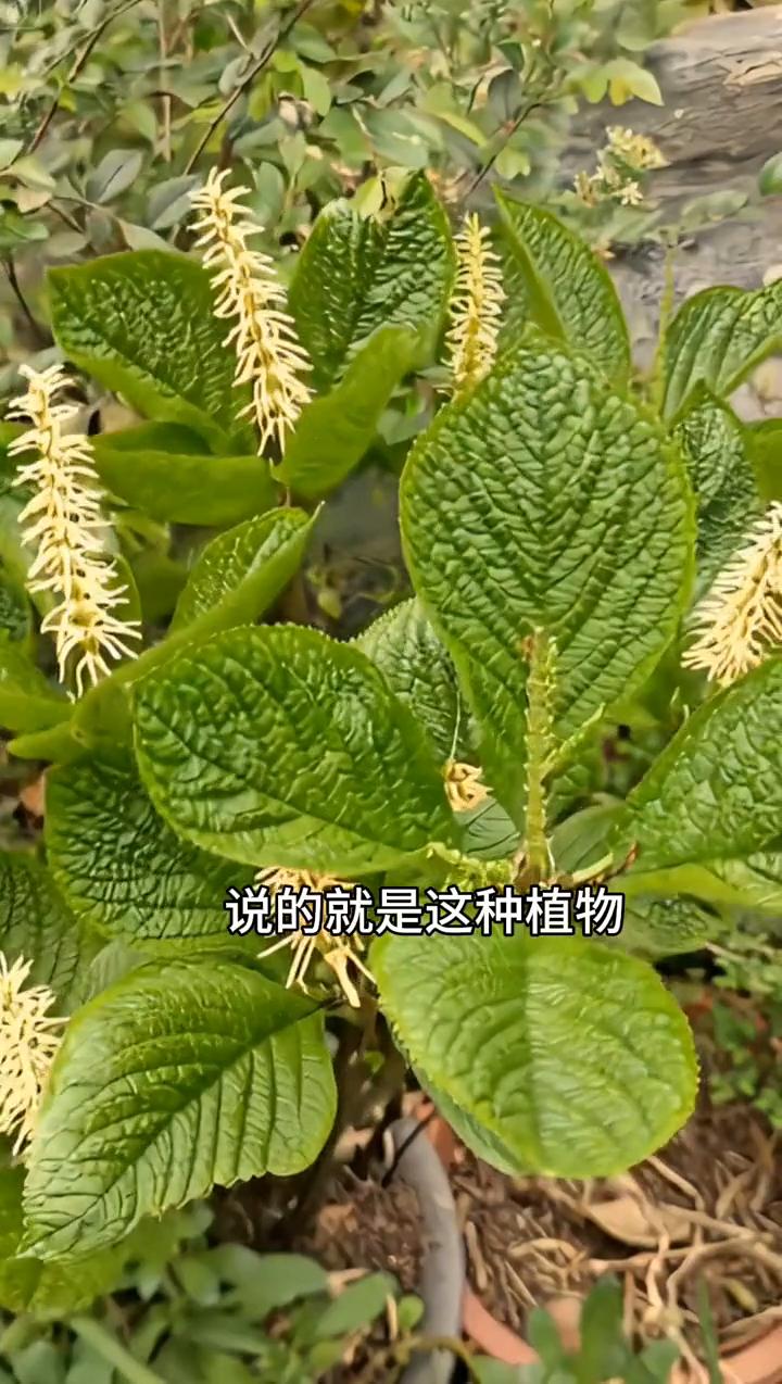 四块瓦。
打的周身跨离不开四块瓦，说的就是这种植物，它也叫