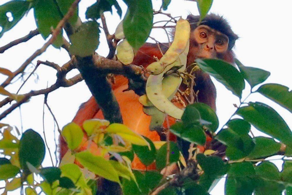 世界自然遗产塔伊国家公园的红疣猴。西非科特迪瓦的塔伊国家公园里面都是原始森林，视