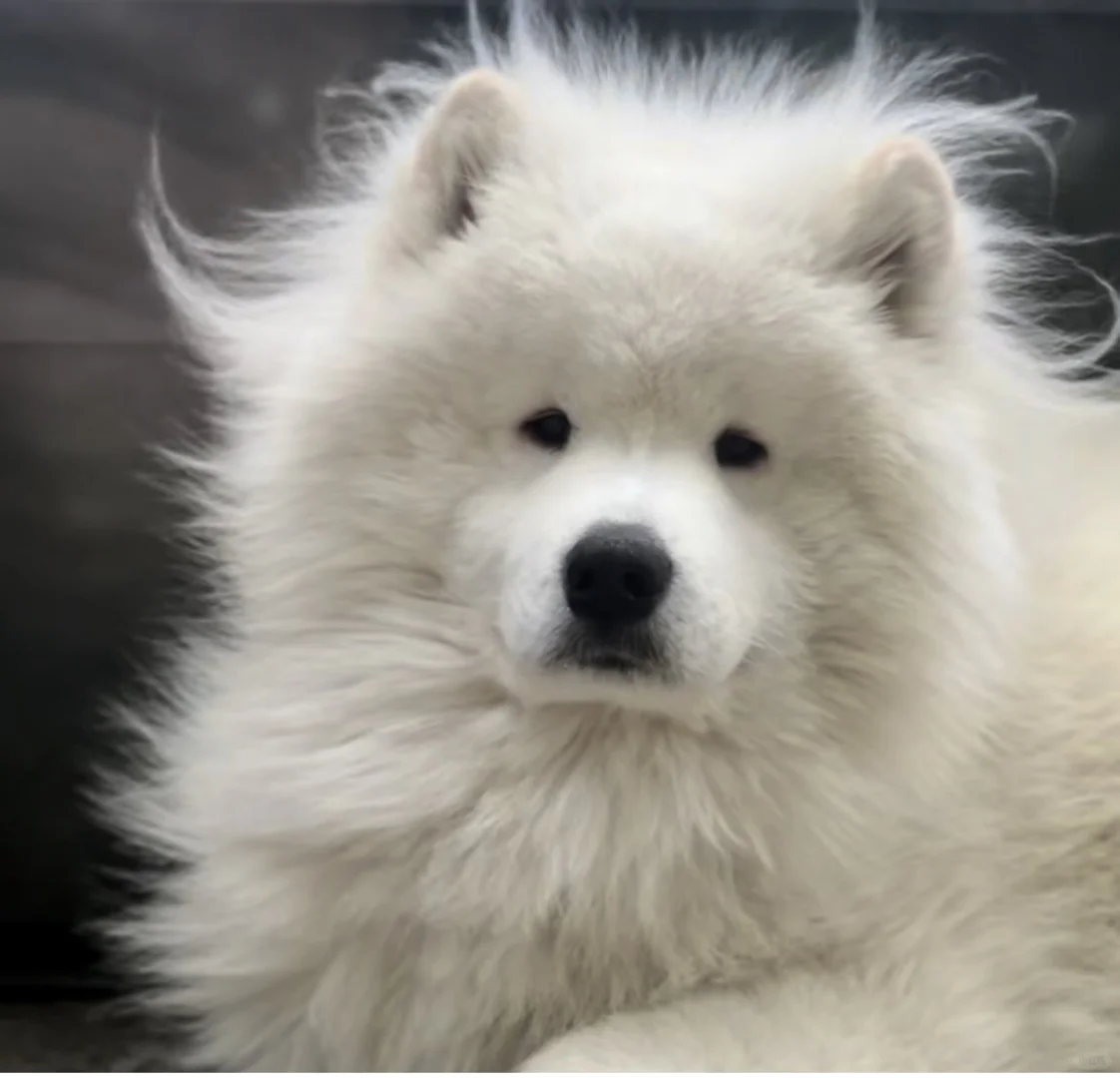 凌乱中潦草的狗子