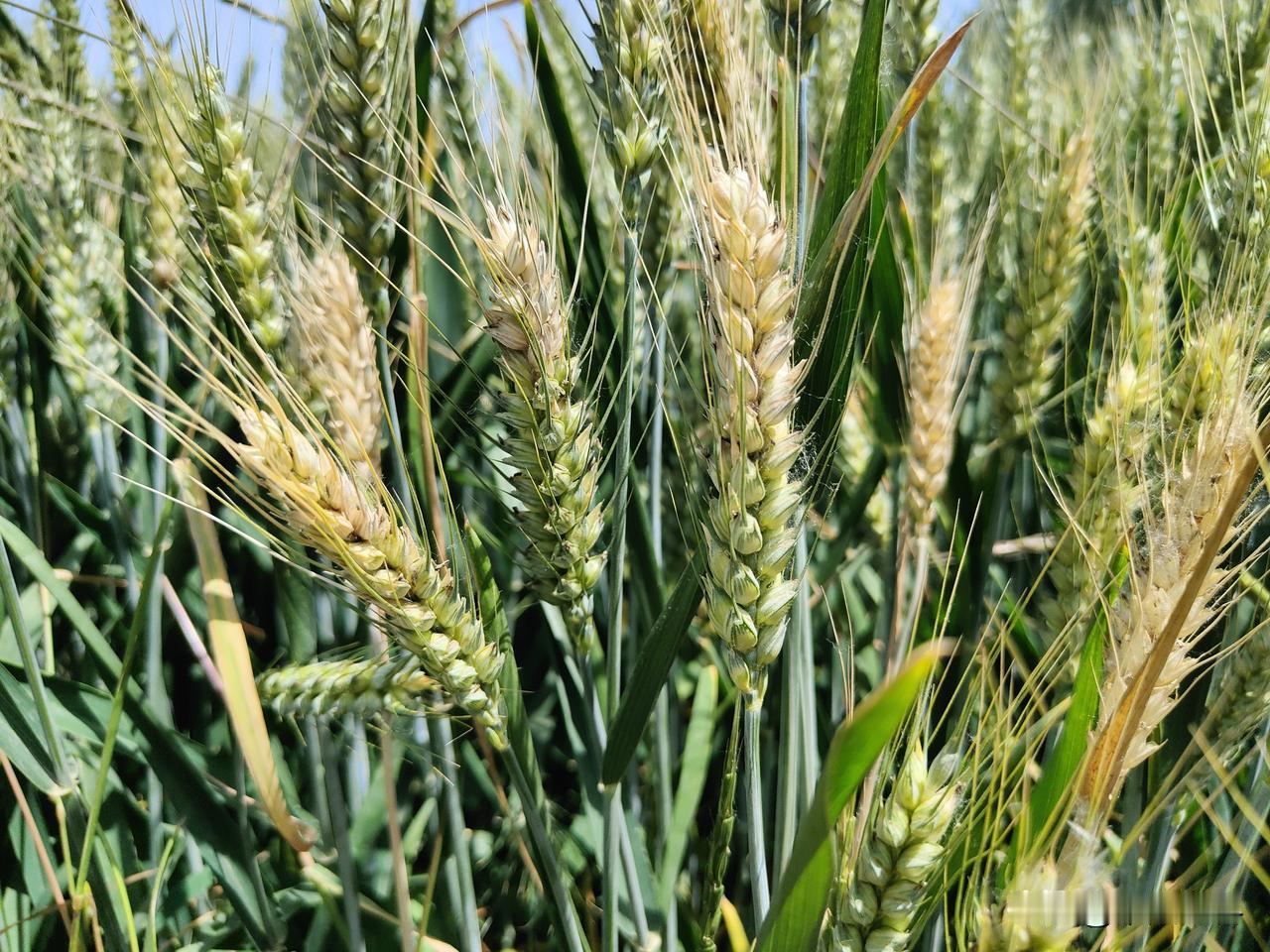 第一赤霉病，今年小麦扬花期，遭遇多次降雨，连阴雨天气多，对赤霉病的发生非常有利。