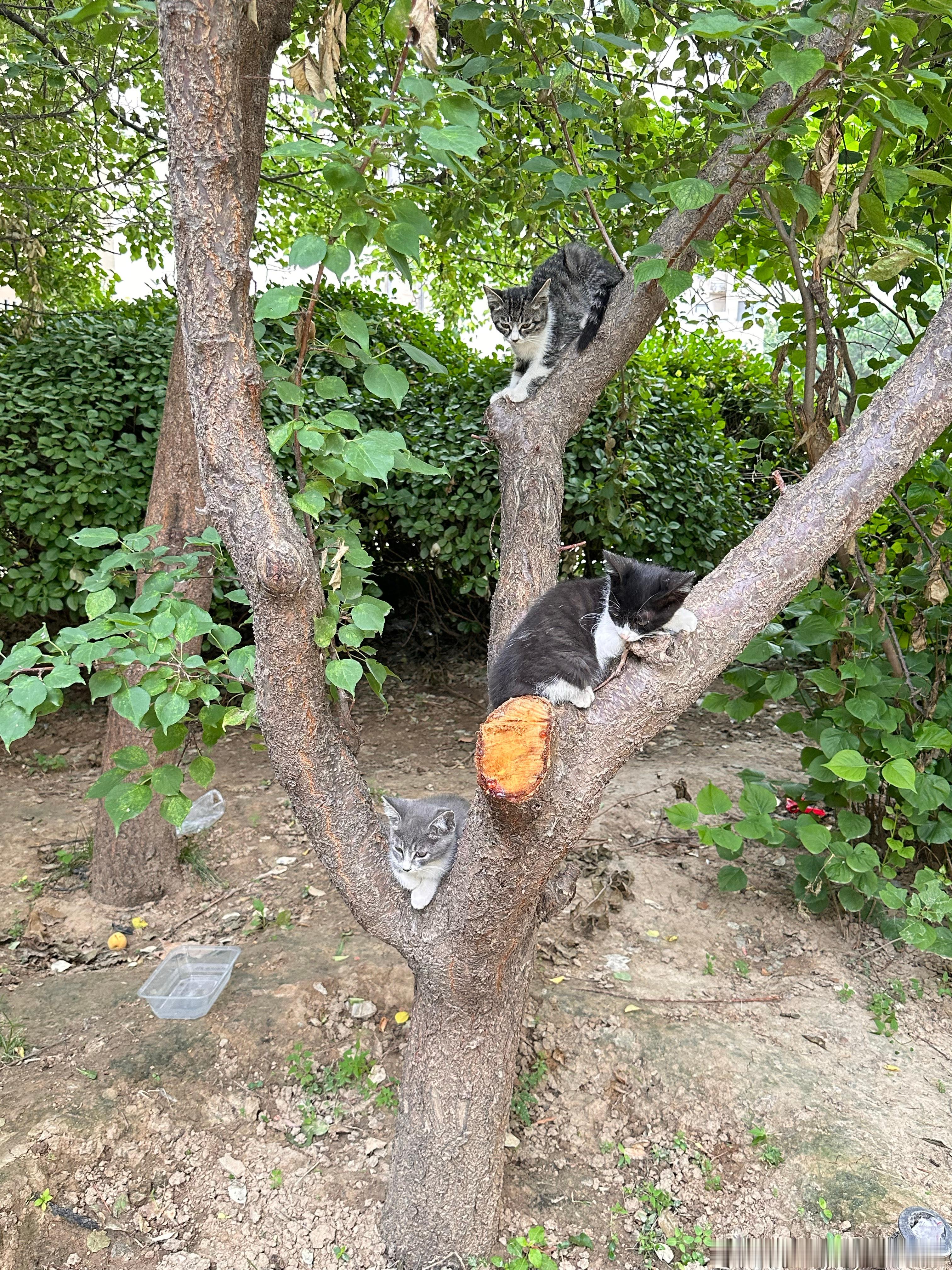 今日份的树上长猫🐱🌳。 