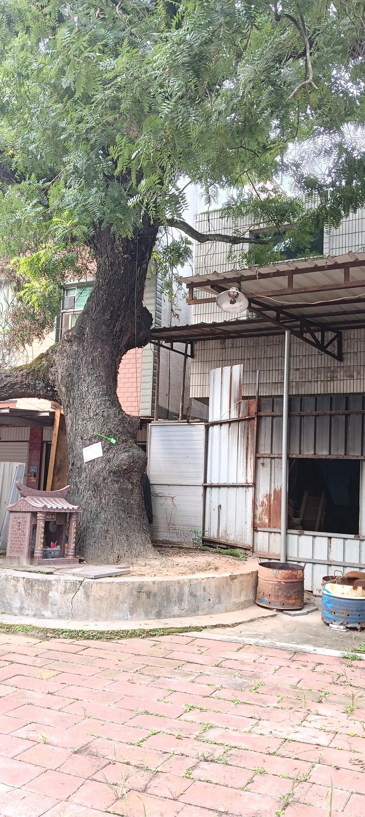 漳州市长泰区——离江都村村部不远处的村道旁，有一棵历经沧桑的百年古树，该树早已被