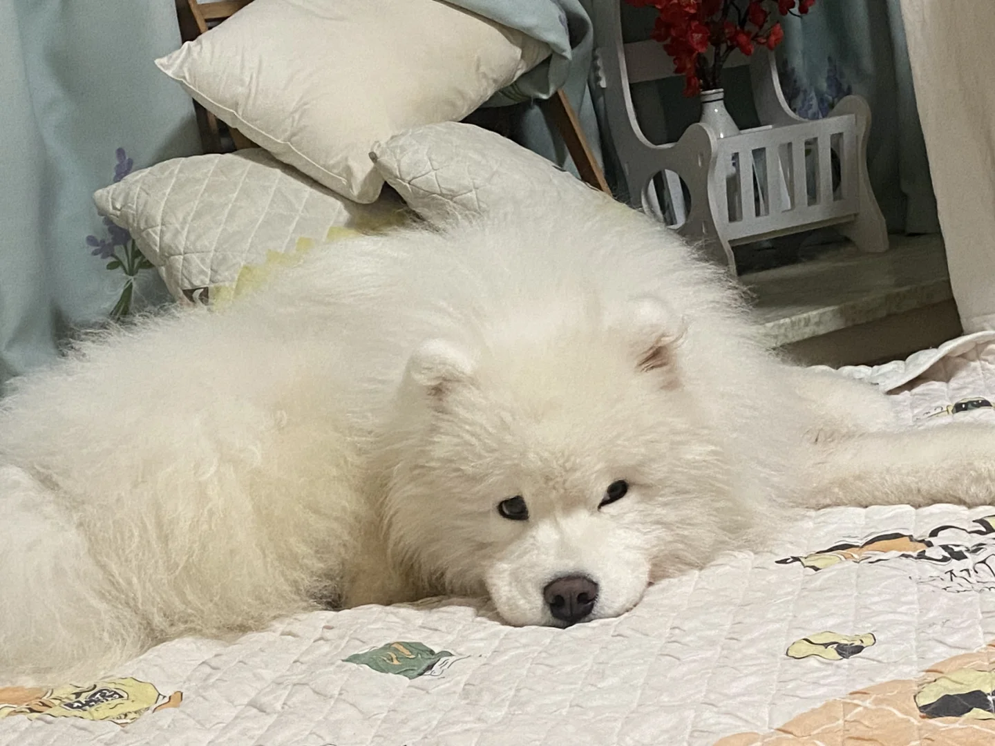 慵懒小宝