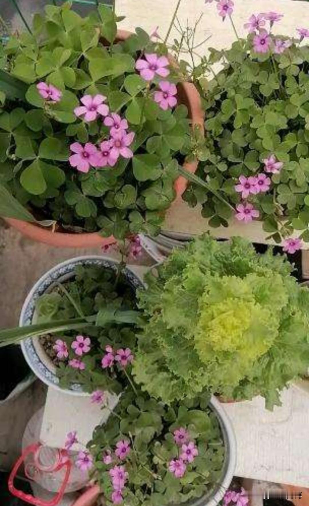 八十多岁的老人坚持在头条写文章，真的如美国作家厄尔曼先生说的那样：“青春是十六岁