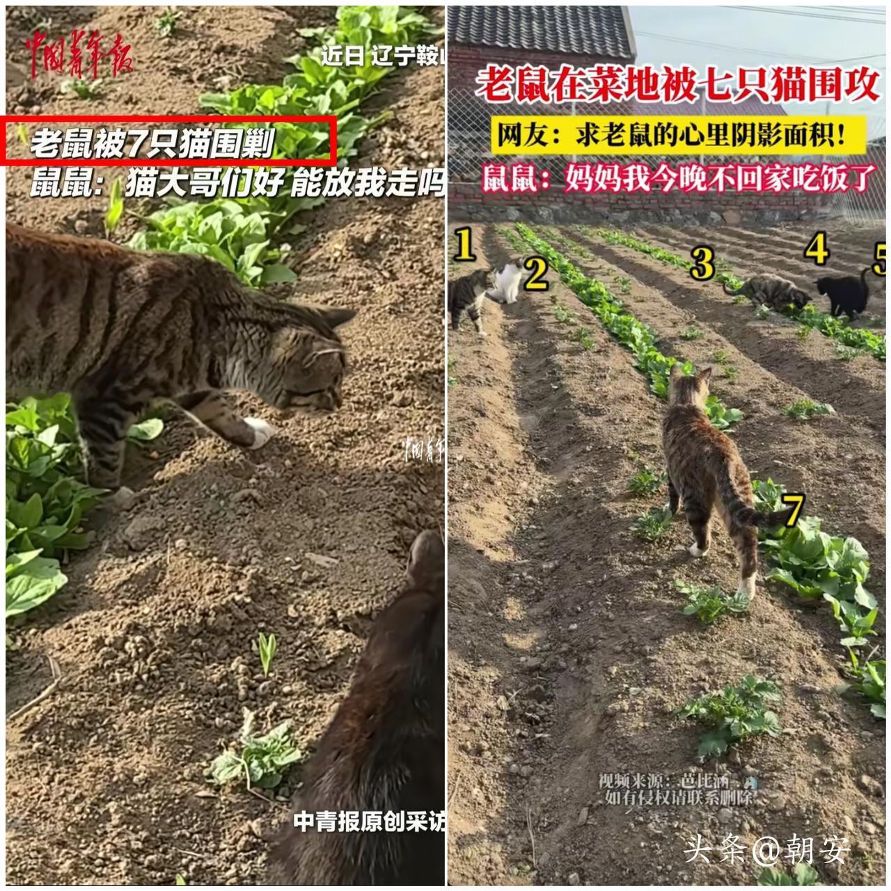 谁见过这种名场面？

辽宁田间上演离谱一幕，女子偶遇七只猫咪集体出动，本以为只是