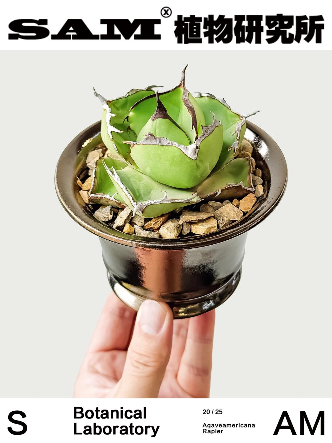 圣剑龙舌兰｜Agave ‘Royal Sword’
