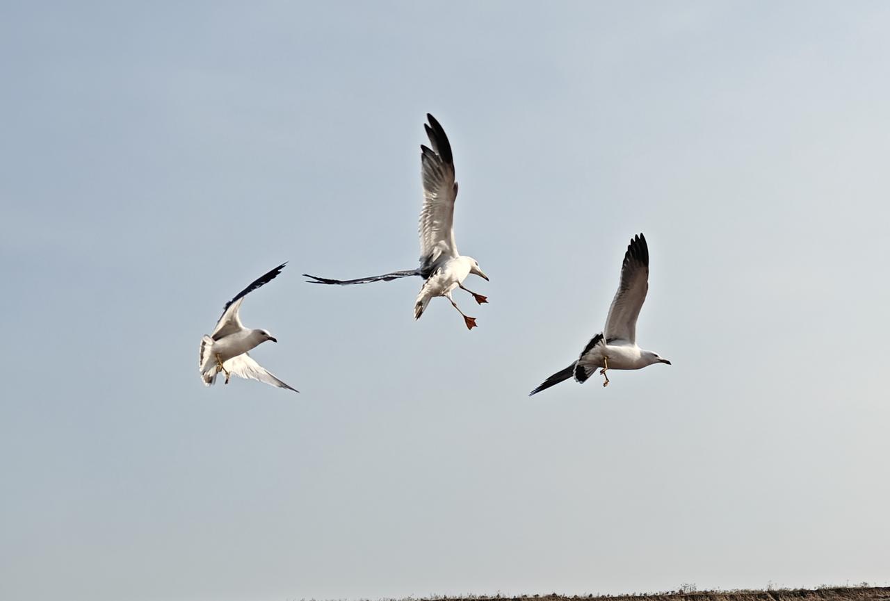 西班牙首相桑切斯的演讲都看到了吗？这确实是一段掷地有声，又充满尊严的声音。没有看