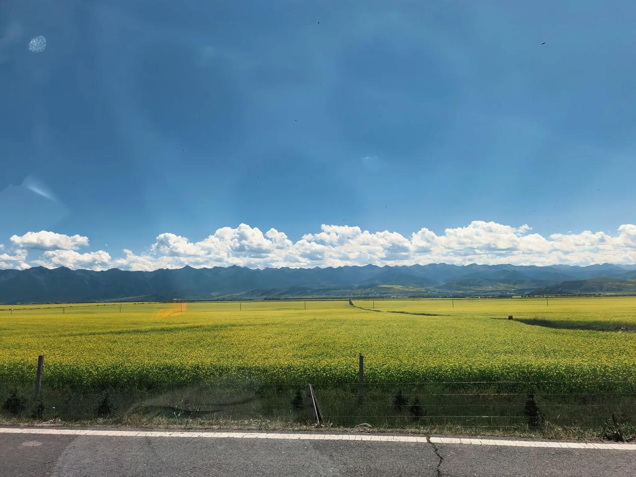 万亩油菜花海，青海门源等你来。