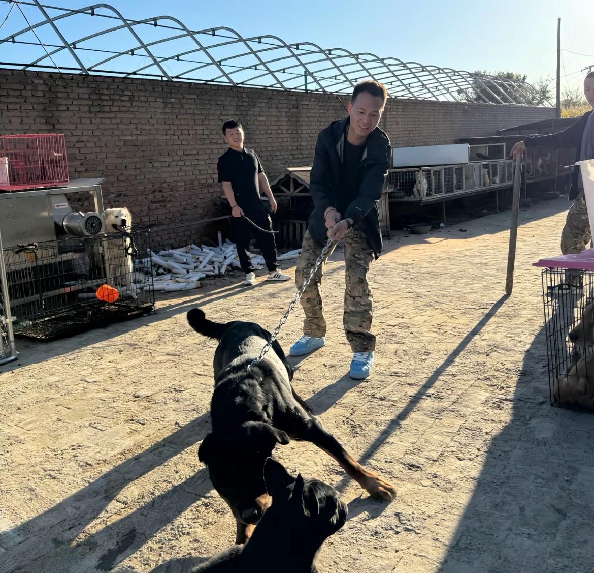 你敢相信，潘宏有可能是被冤枉的，现在的爱狗人士真的是无所不用其极。
以前，或许那