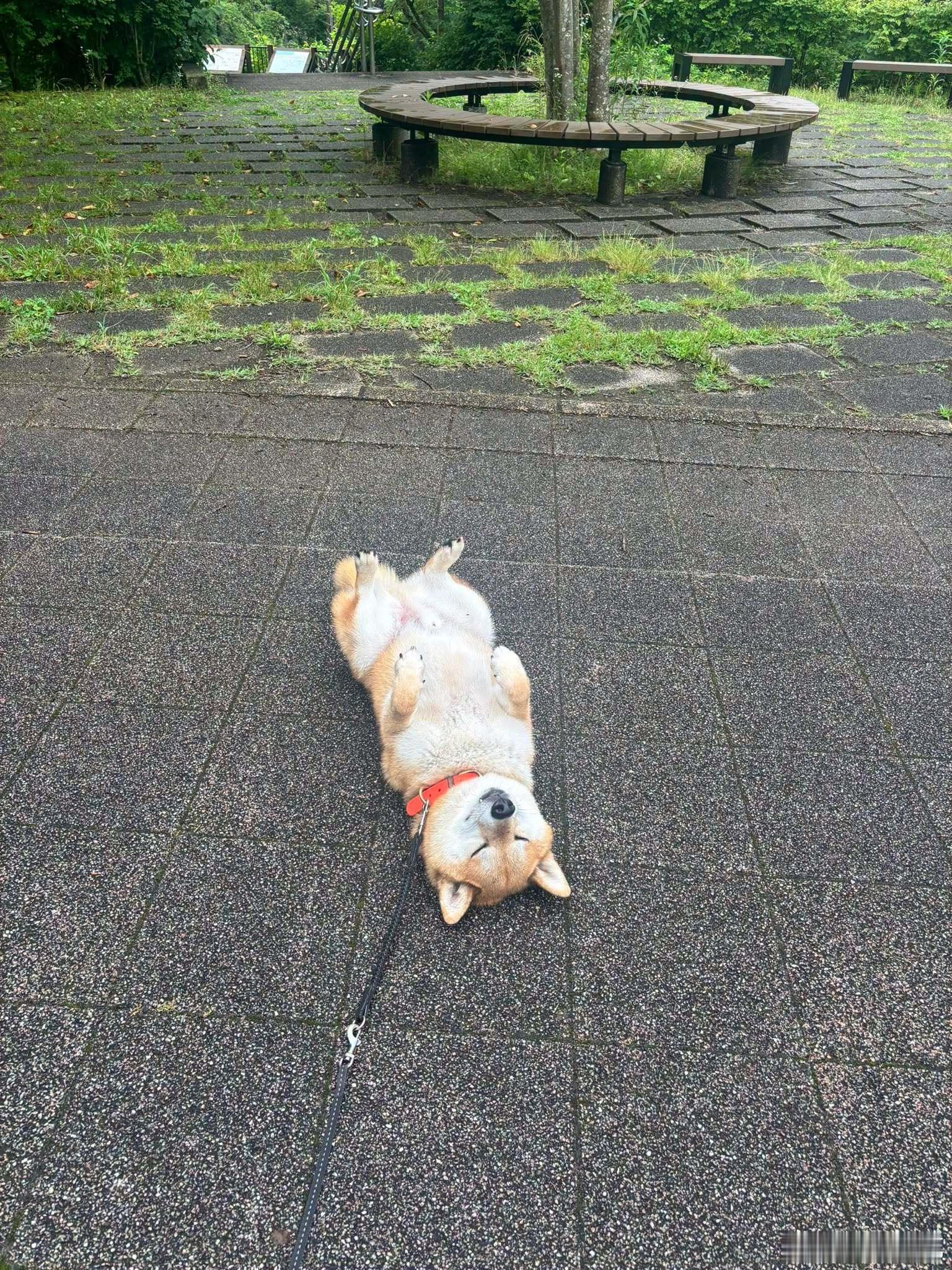散步到一半突然就这样……推主：下雨了！ ！为什么！ ！ 水啊！！明明你最讨厌水了