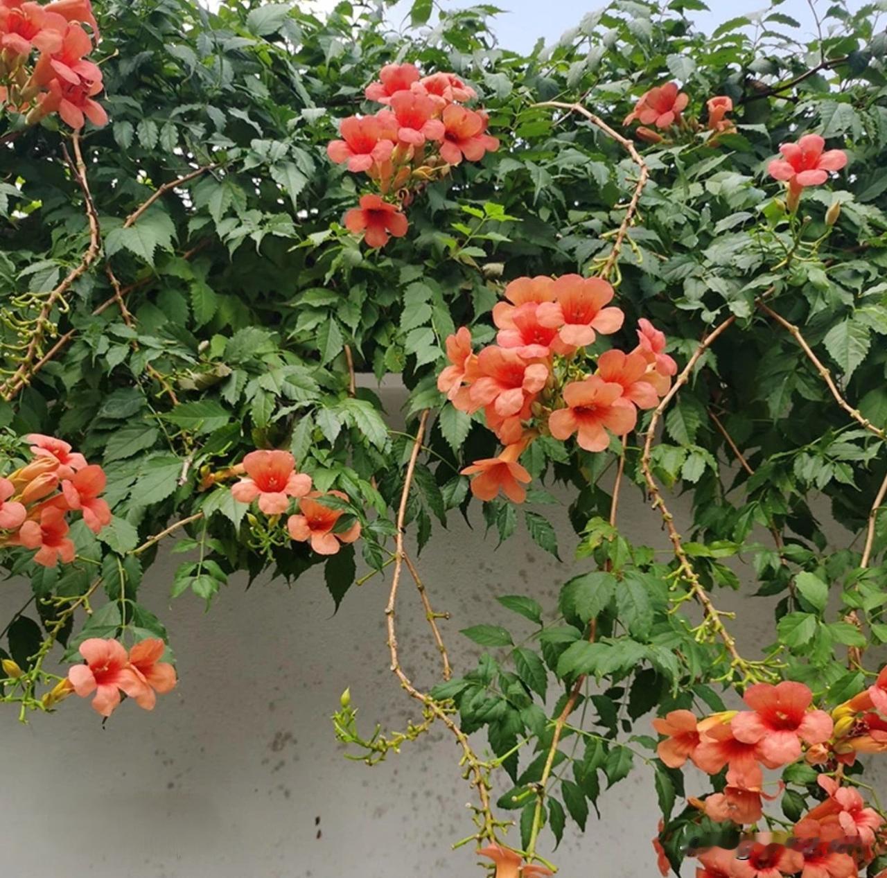 秋天移栽凌霄花，三个环节多留意。来年夏季便开花！
凌霄花也叫喇叭花，也有的叫追风