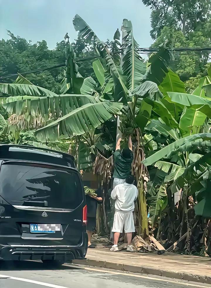 开这么好的车，买不起香蕉吗？[捂脸]