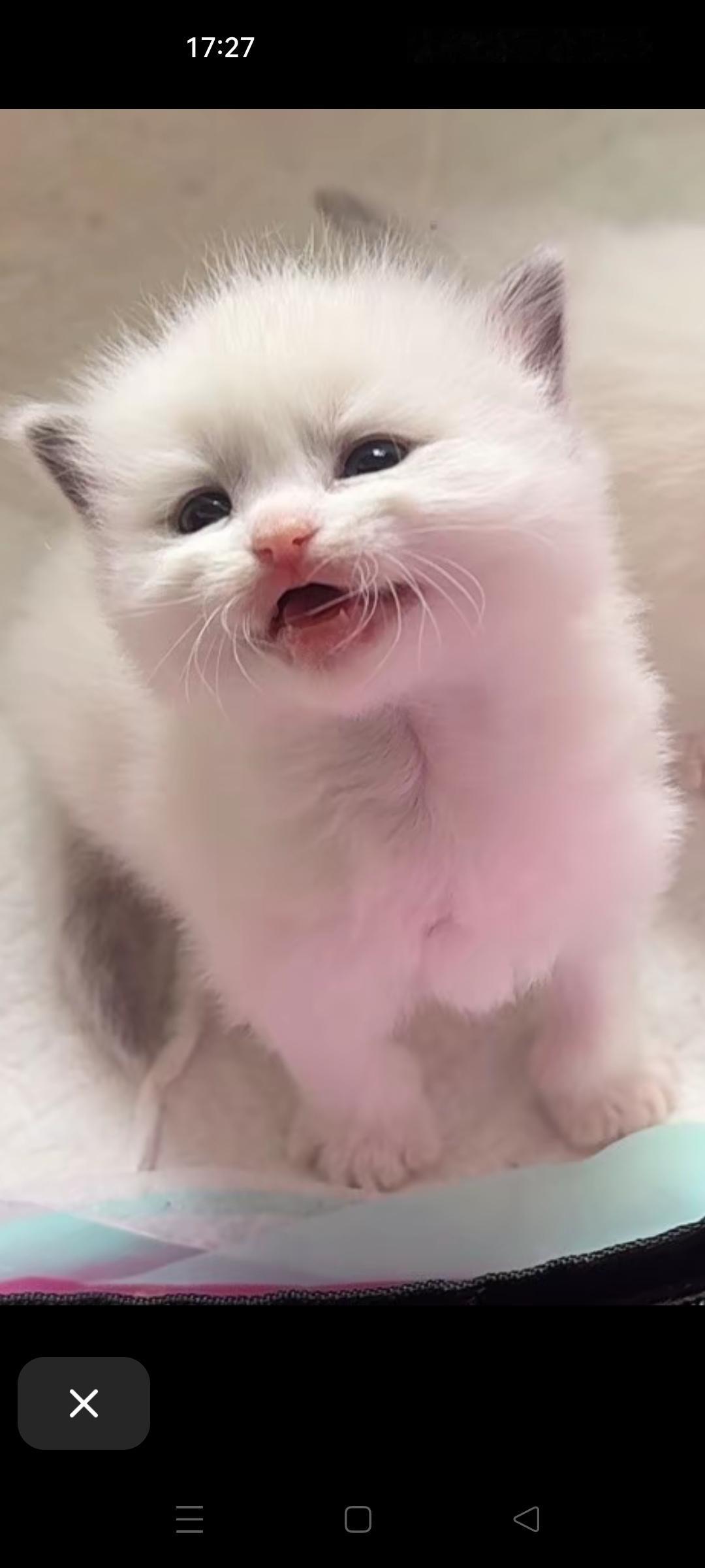 @抖音小助手
