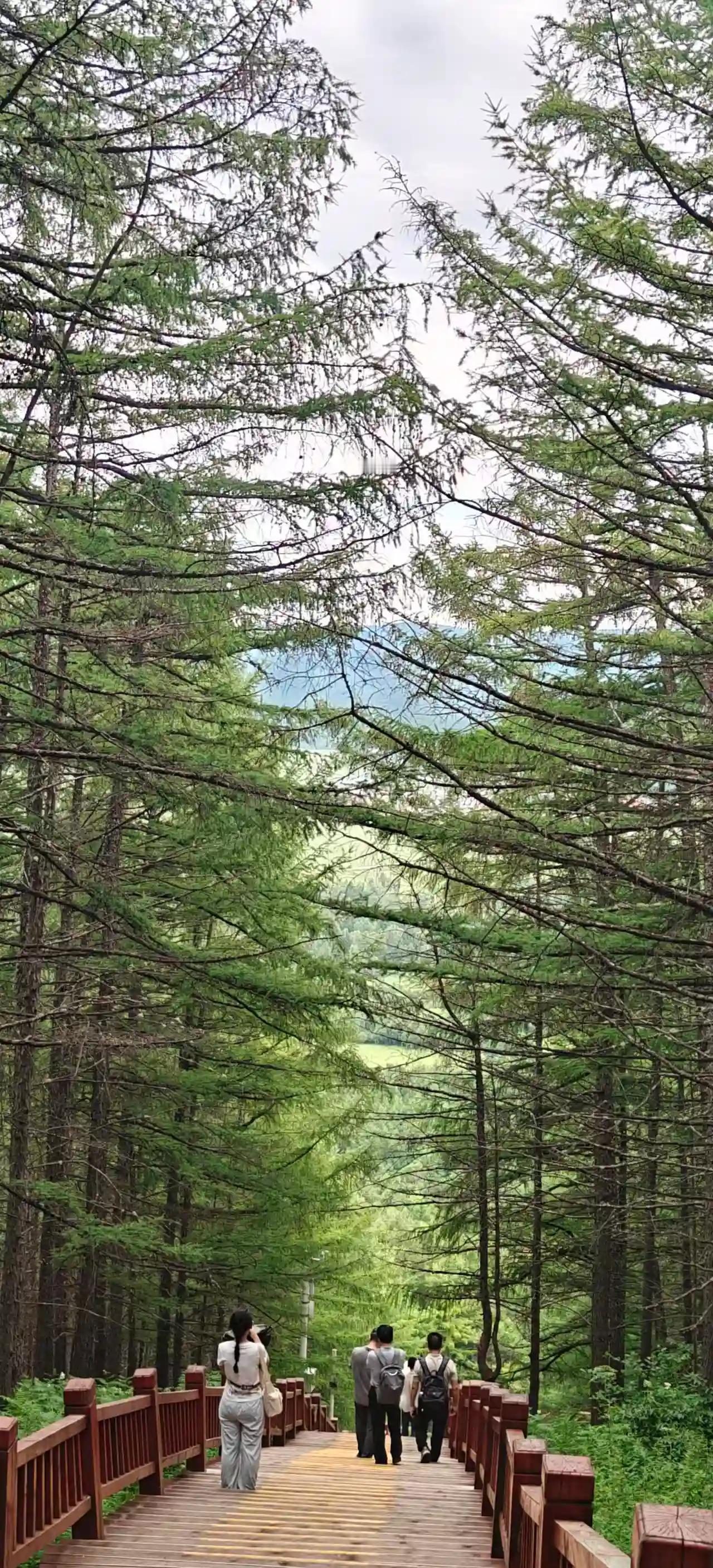 天高云淡风轻。
慢悠悠走在松林栈道里面，抬头朝天看去，我对秋天的印象就是天高云淡