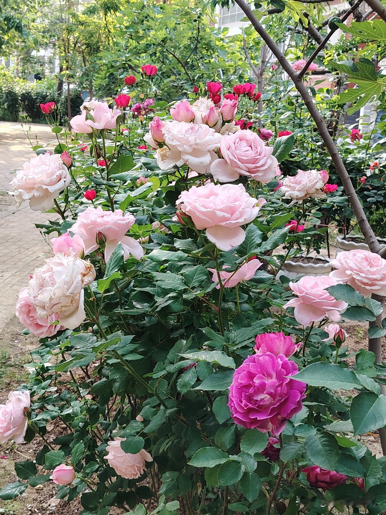 庭前寻芳

暮春寻芳青径旁，
风和日暖沐斜阳。
闲看蜂蝶频传粉，
轻嗅楝花满园香