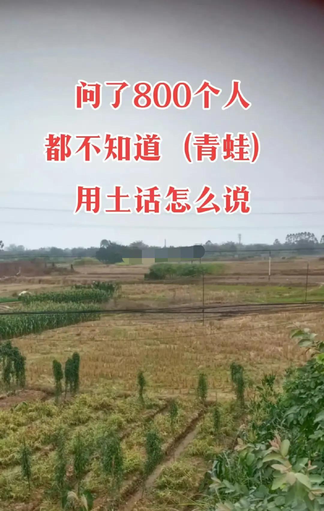 问了800个人，都不知道（青蛙）用土话怎么说？