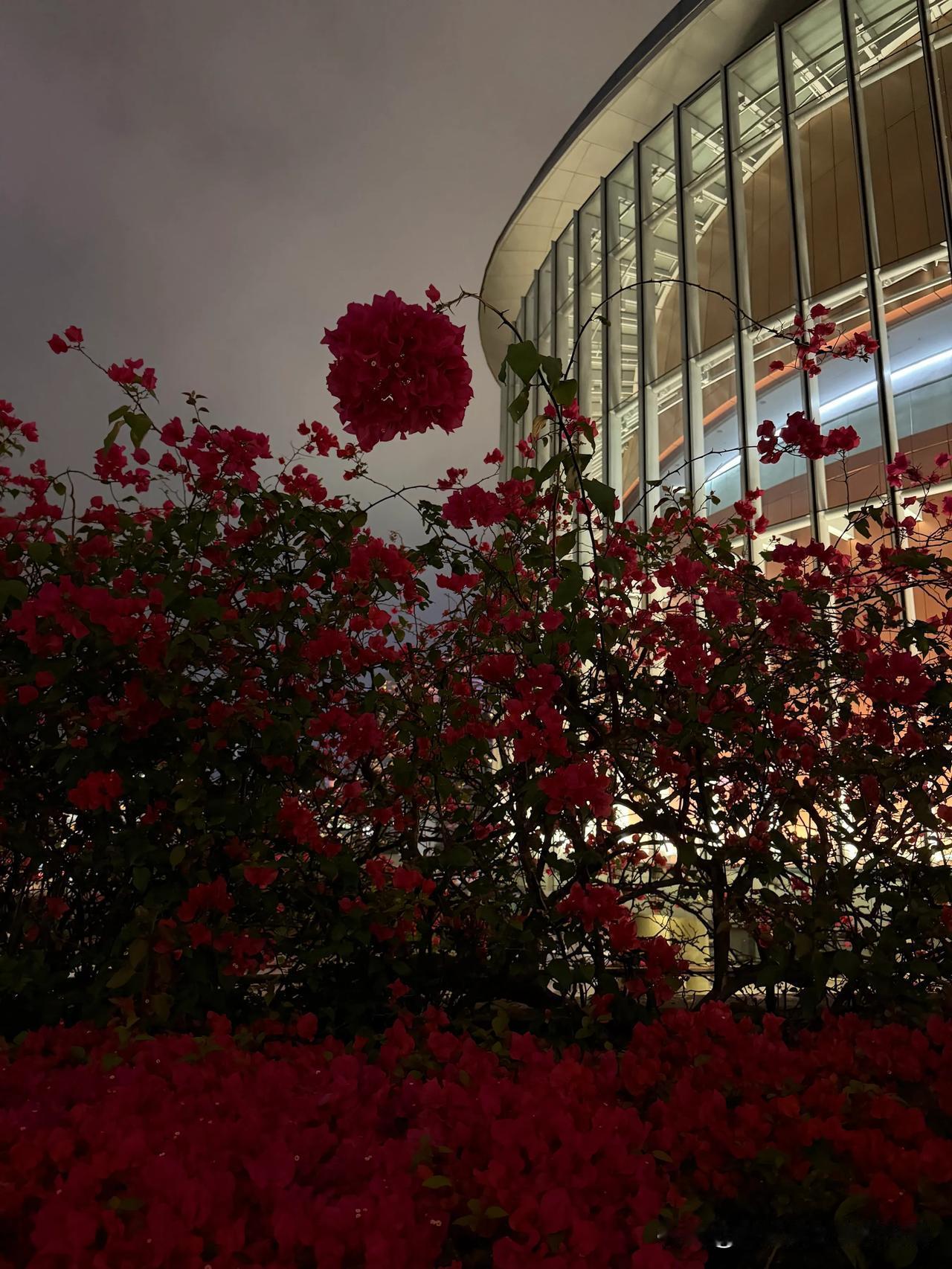 惊蛰一声
万物生长
随拍～
路灯下翠绿的叶子让我分不清真伪了，勃勃生机的模样。