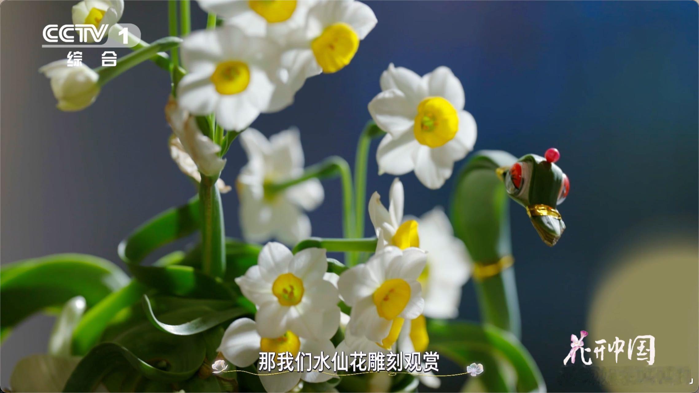 中国手艺人把花养成山水画把水仙花雕刻成花孔雀 传承百年的水仙雕刻技艺，让花朵不止