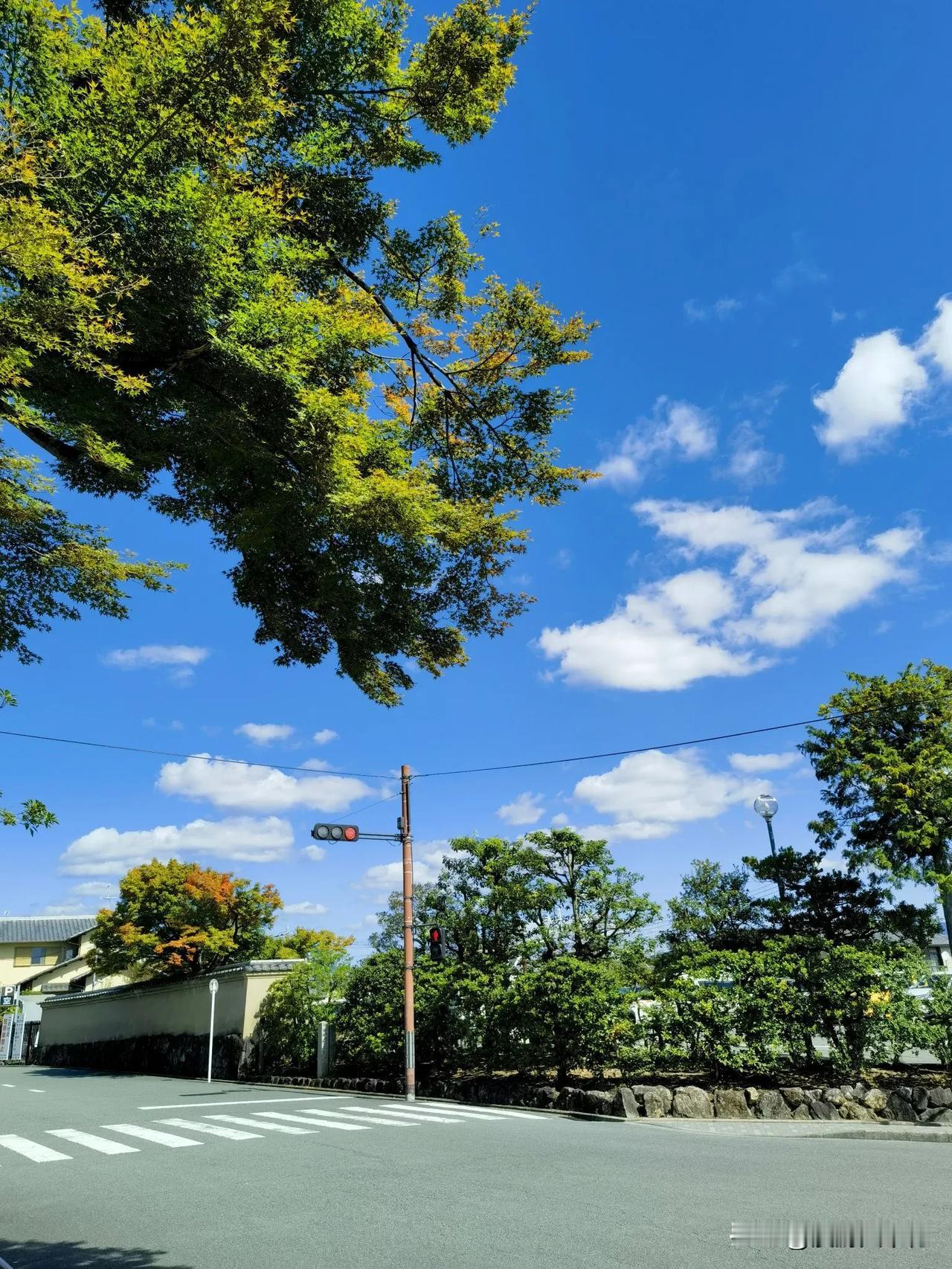 【风语】京都街头五角枫有了点颜色，也许是它的夏季本色，再过一个月这里会迎来金黄世