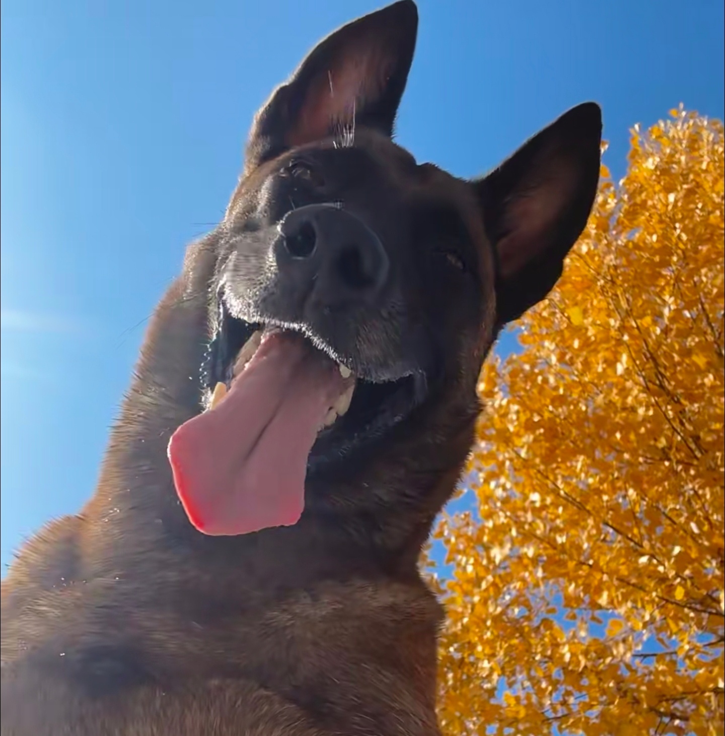 听说今天有一批猴王要出狱了奉上一张自拍，期待猴王到来。 