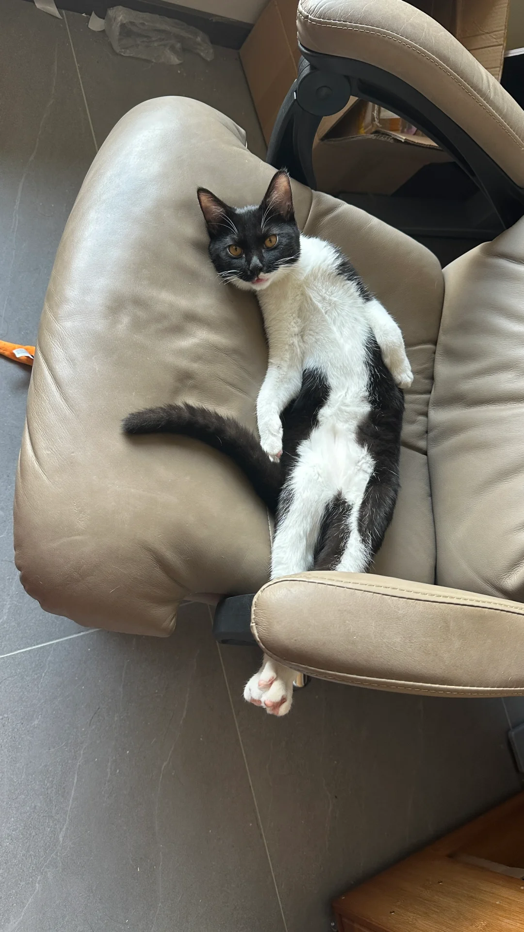 奶牛猫都这么骚的吗？？