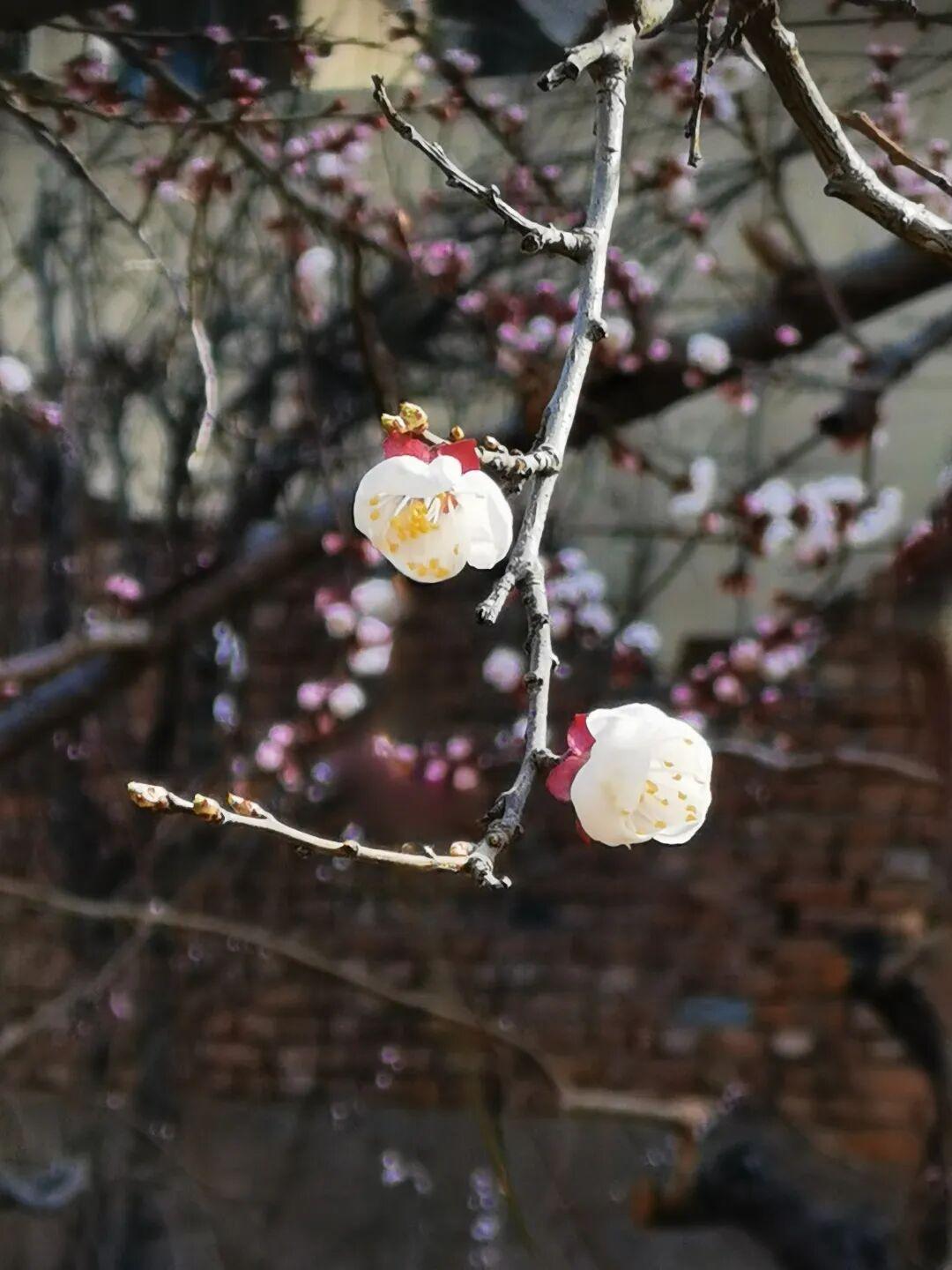 花在时光里绽放，心于岁月里从容

时光有情，在春天迎来花开，将花香揉进岁月的迭新