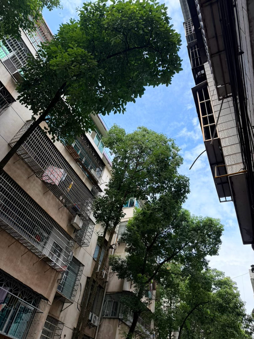 生活手记记录真实生活摄影摄影摄影 老巷青树，人间温柔抬眼望见这一方独属于旧居民楼