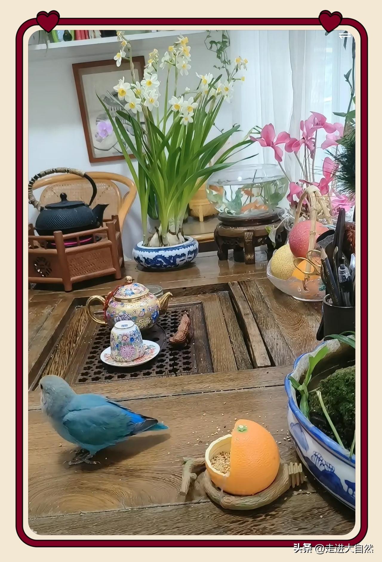 柴桑大姐那让人眼前一亮的直播间。

那水仙花，亭亭玉立，就像下凡的小仙女，隔着屏