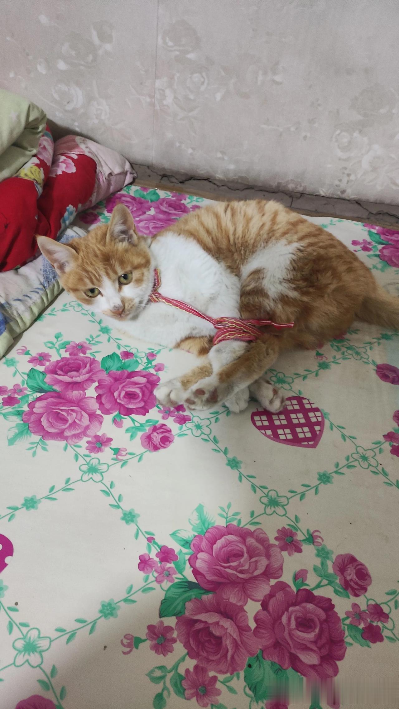你们家小猫也不听话吗，天天在屋里待着，也不出去抓耗子，没有这样的猫，你不是进屋吗
