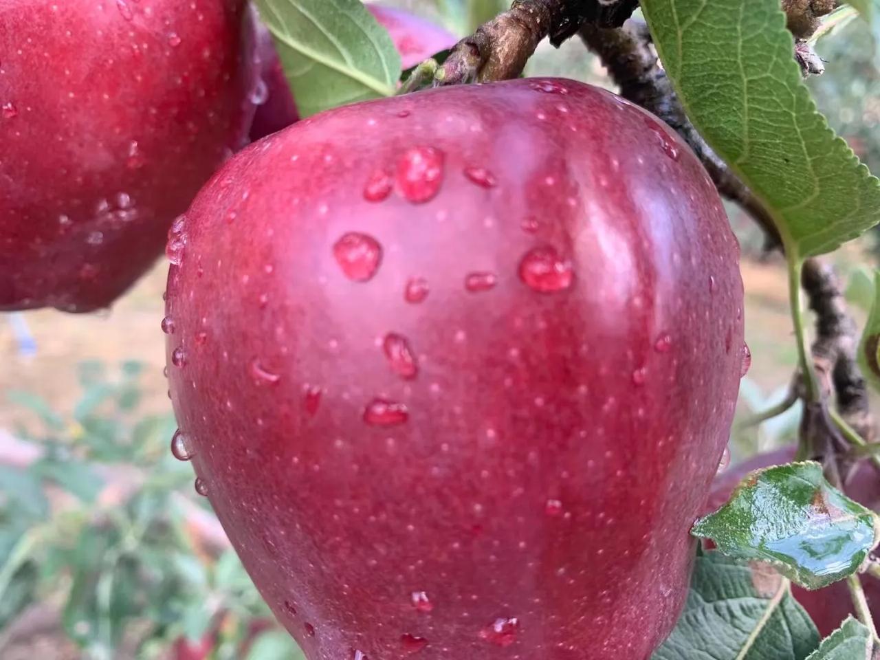 花牛苹果终于上市了
我们这里今年大旱，苹果比往年晚半个月成熟，今天终于能采摘了，