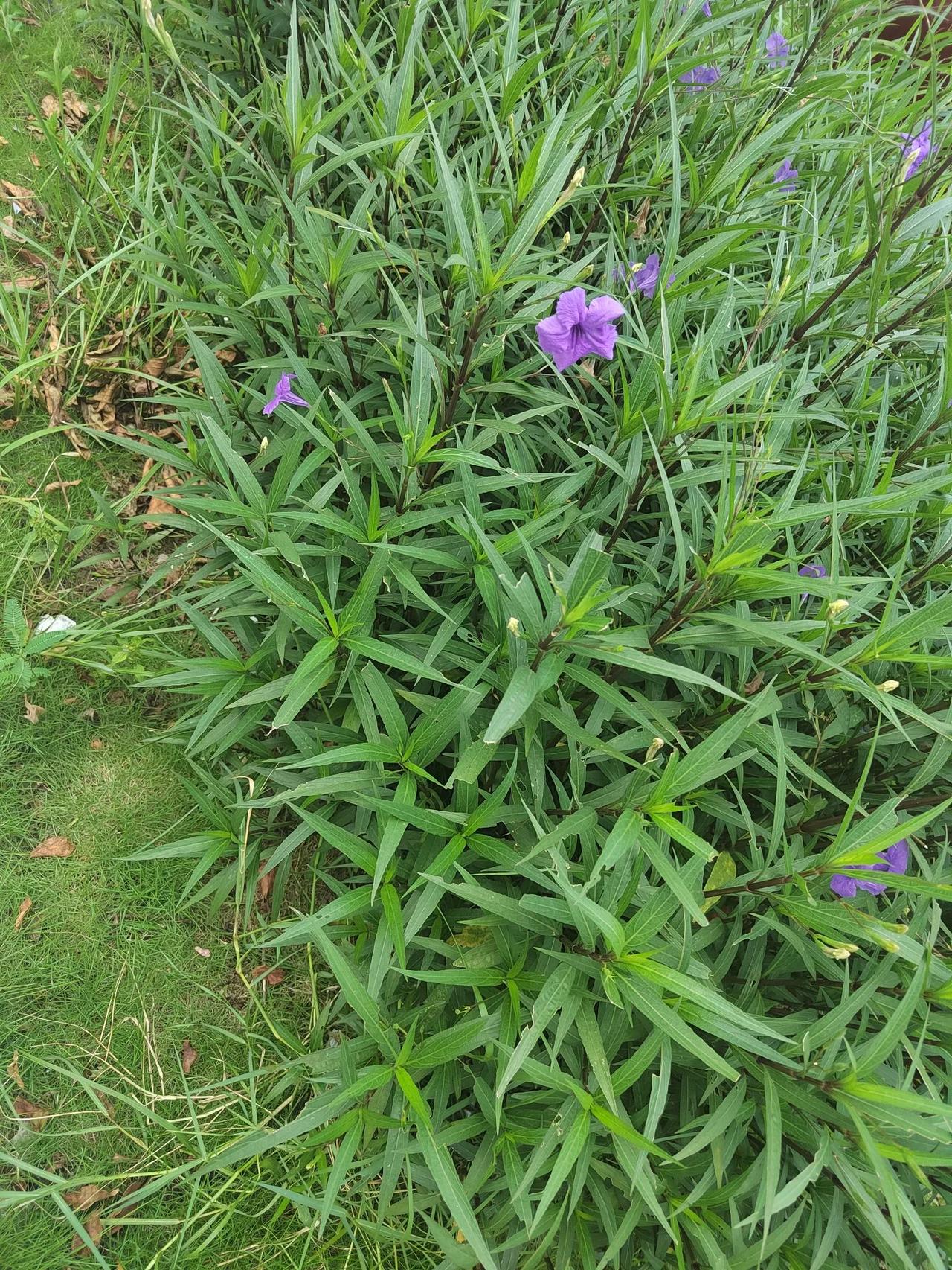 #下联：秋风起处忆旧游，诚邀上联#蝶舞花丛去垂钓。