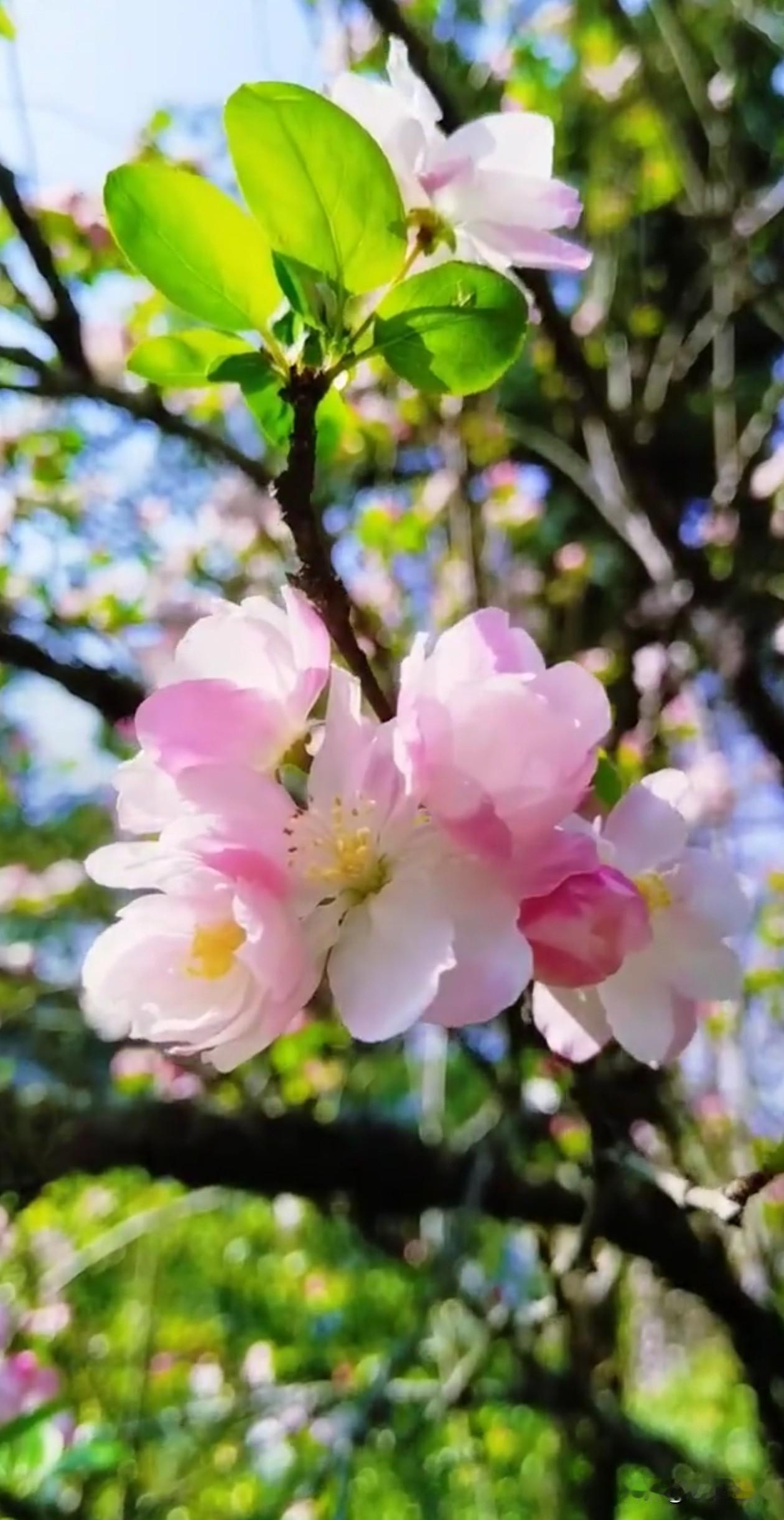 风里飘着海棠的清甜，粉白花瓣在枝头轻轻摇晃，像把春天揉碎了撒在时光里。原来慢下来