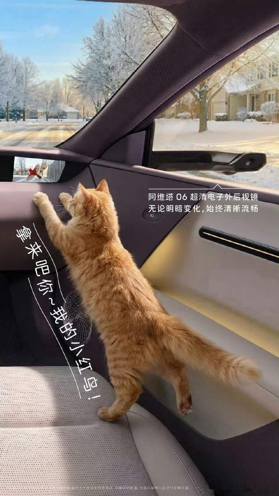阿维塔06超清电子后视镜太顶了！连小猫咪都被窗外的小红鸟精准吸引，明暗切换都清晰