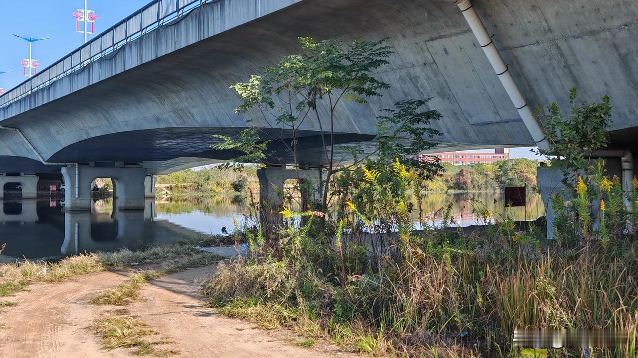 “城市绿洲：桥下野趣”🌿🌳🌊是个野钓得好地方！！！