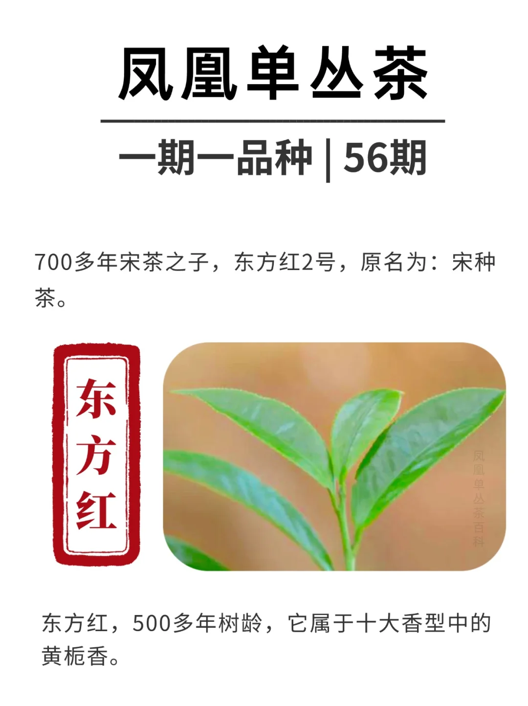 茶品种 | 什么是东方红单丛？500多年树龄