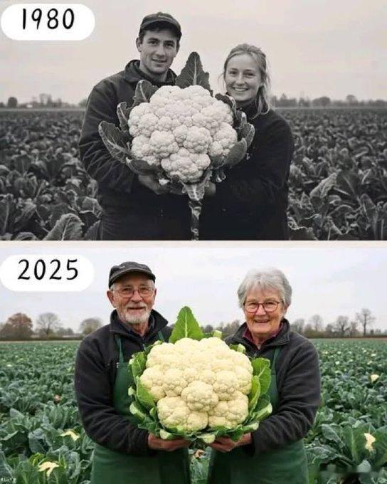 种花菜的朋友这个花菜有点大 