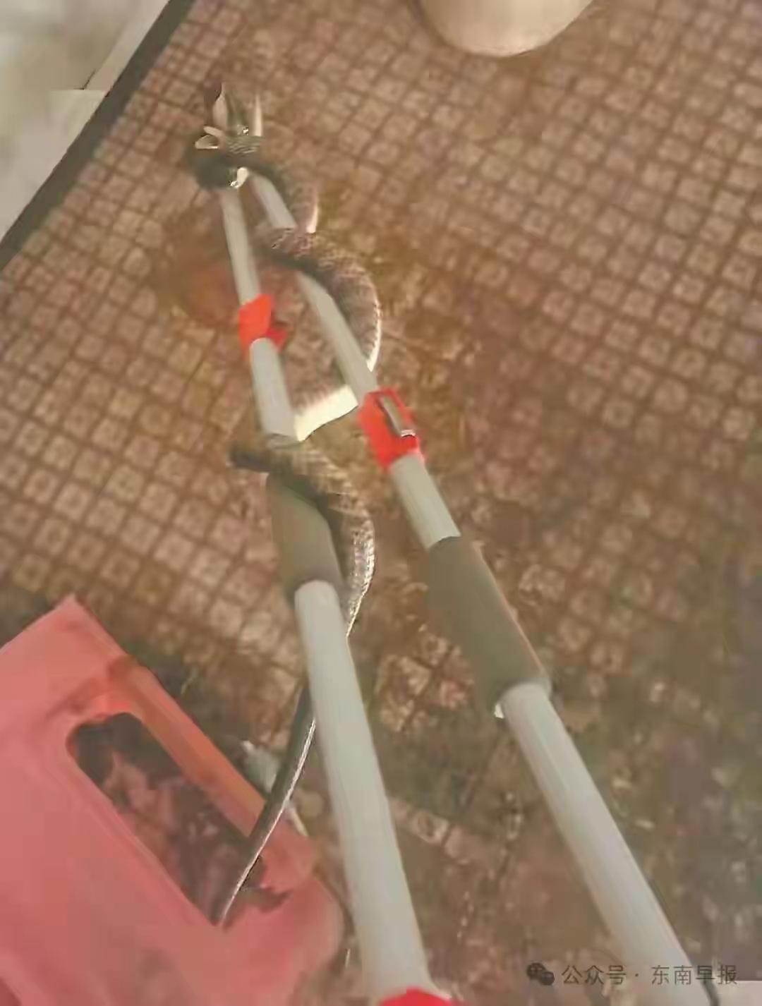 半夜马桶里窜出吐信子的蛇！无锡女子的恐惧，藏着多少人独自在家的软肋
 
攥着马桶