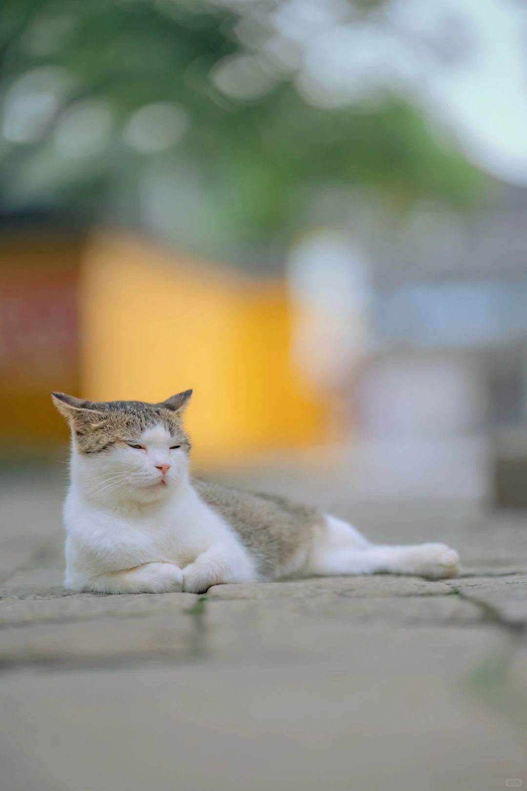 猫姬