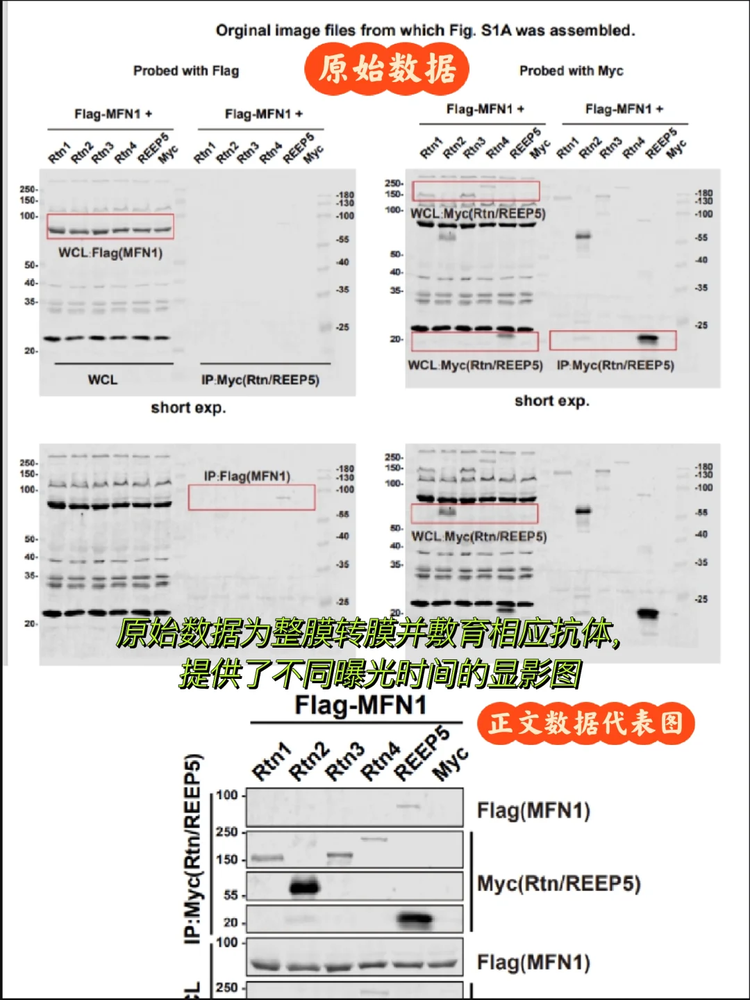 论文投稿对WB原始数据的要求（二）