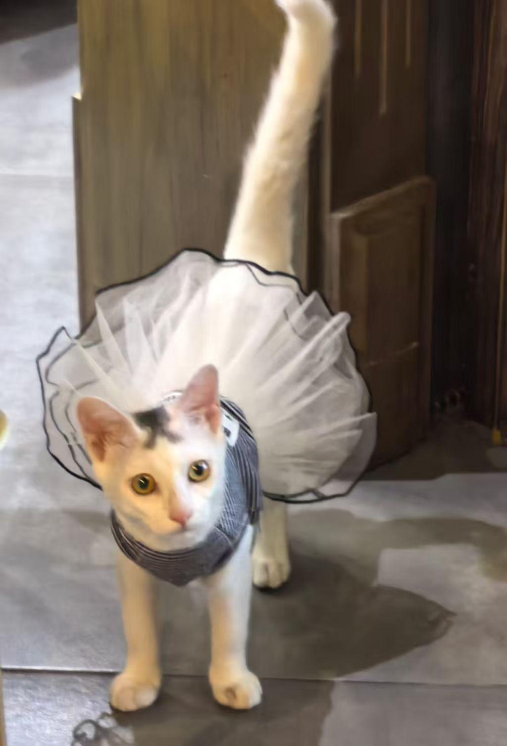 珠海，救助的流浪猫寻找爱心领养

宠物品种:田园
宠物名 ：小罐子
性别 ：公