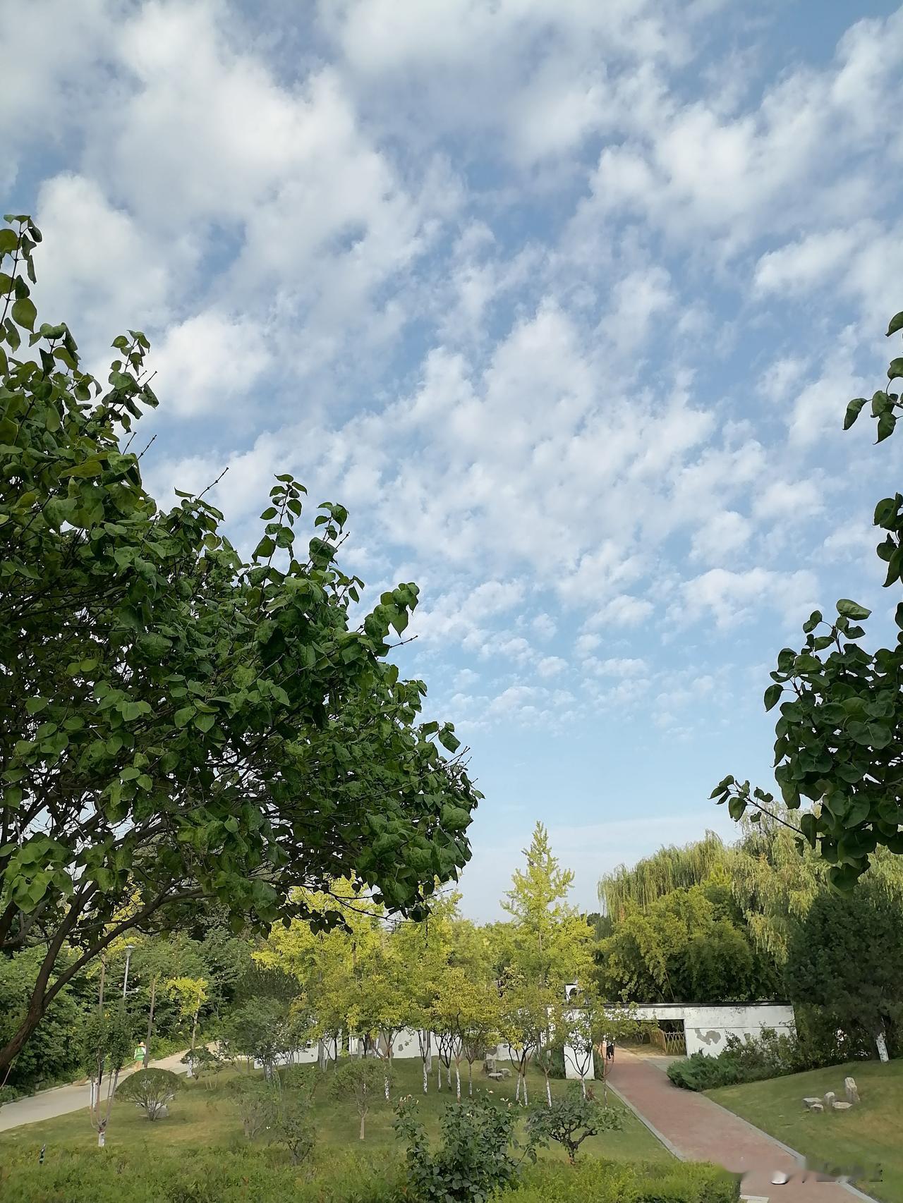 晒图笔记大赛花花草草，湛蓝天空，映衬以及组合才好看。